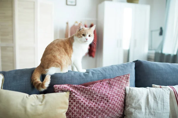 猫がソファーに座って — ストック写真