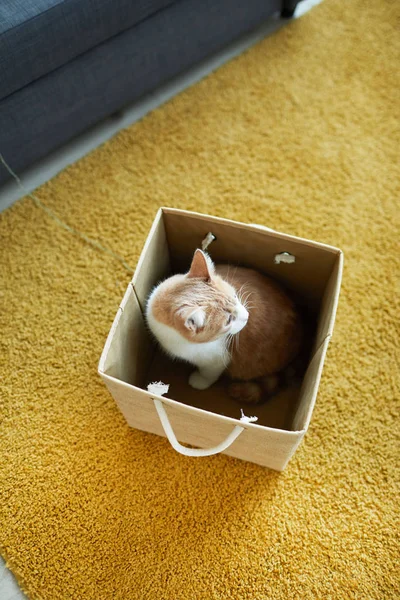 Domestic cat in the box — Stockfoto