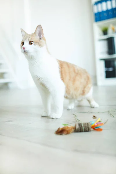 Domestic cat and his toy — ストック写真