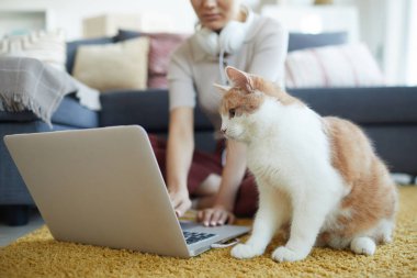 Cat sitting near the owner on the floor
