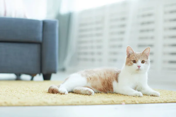 Cat lying on the carpet — Stock Photo, Image