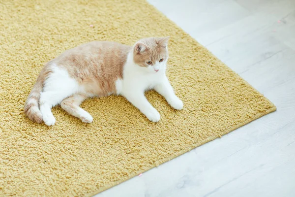 Cat resting on the carpet — ストック写真