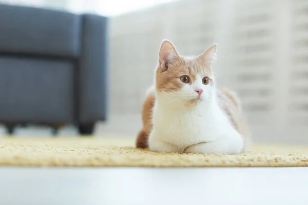Красива кішка вдома — стокове фото