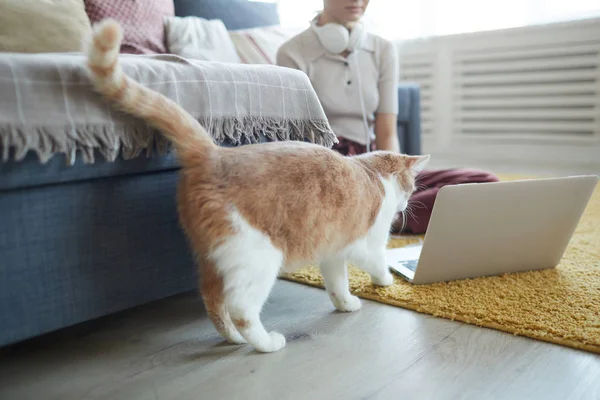 Cat trying to play with laptop — ストック写真