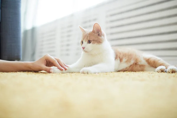 Cat lying on the floor with owner — ストック写真