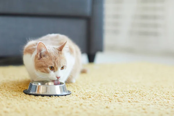 Cat drinking the milk — ストック写真