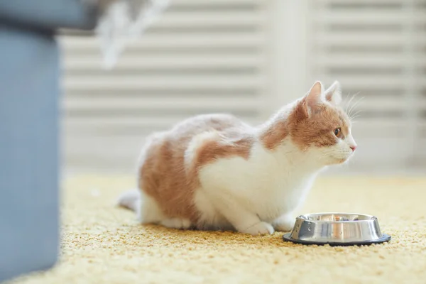 Кіт їсть їжу — стокове фото