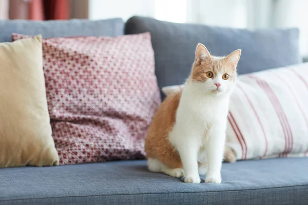 Gato sentado no sofá — Fotografia de Stock