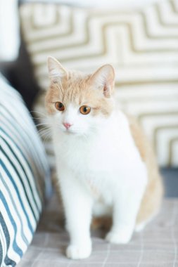 producción de la apicultura, miel y propóleos