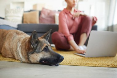 Evde yerde yatan köpek.