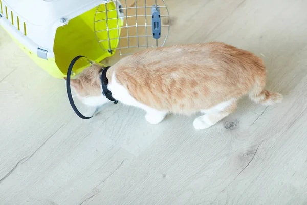 Domestic cat in vet clinic — ストック写真