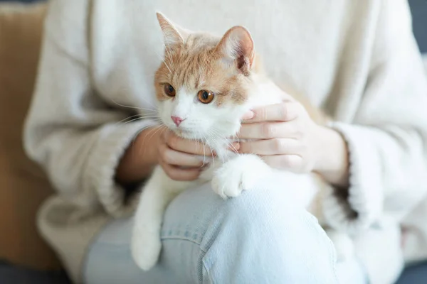 Cat sitting with owner — ストック写真