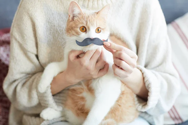 口ひげを持つ面白い猫 — ストック写真