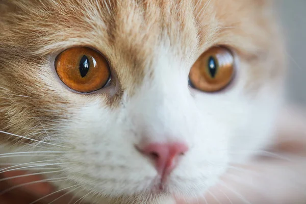 Domestic cat with brown eyes — ストック写真