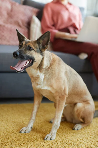 Köpek evde oturuyor. — Stok fotoğraf