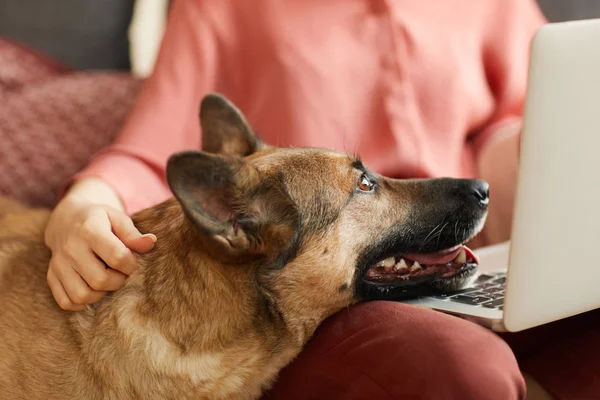 German shepherd with owner — Zdjęcie stockowe