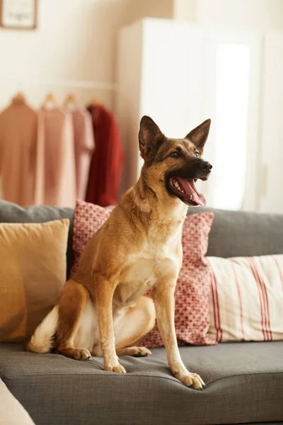 Beautiful dog sitting on the sofa — Stok fotoğraf