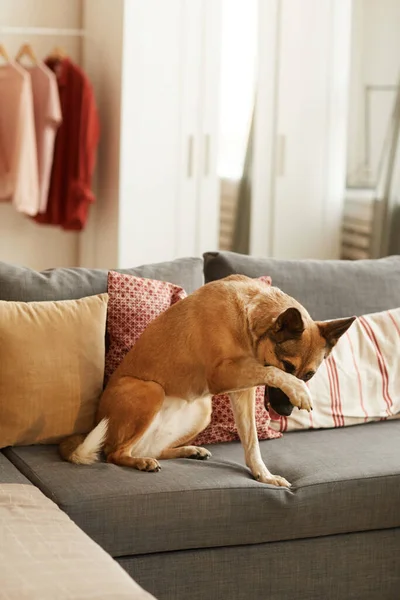 Trained dog sitting on the couch — Stok fotoğraf