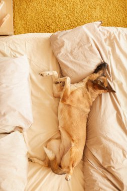 Köpek yatakta dinleniyor.