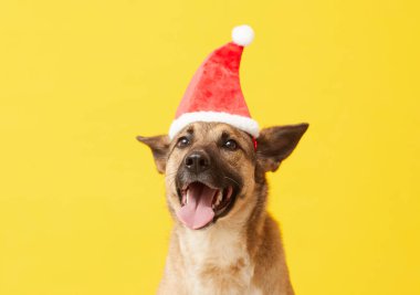 köpek Noel Baba şapkası