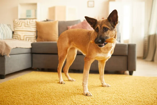 Dog playing with bone — Stok fotoğraf