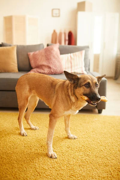 German shepherd eating her bone — Stok fotoğraf