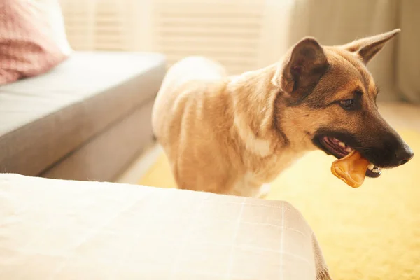 Kemik yiyen köpek — Stok fotoğraf