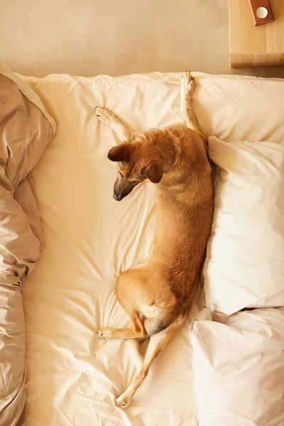 Mascota acostada en cama — Foto de Stock