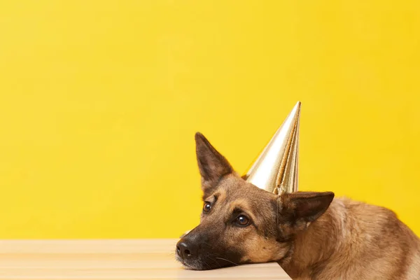 Pet in birthday hat — Stok fotoğraf