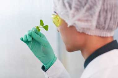 Botanikçilerin ellerinde genç filiz.