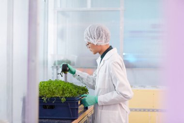 Tohumları ölçen adam