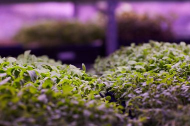 fideleri sera içinde