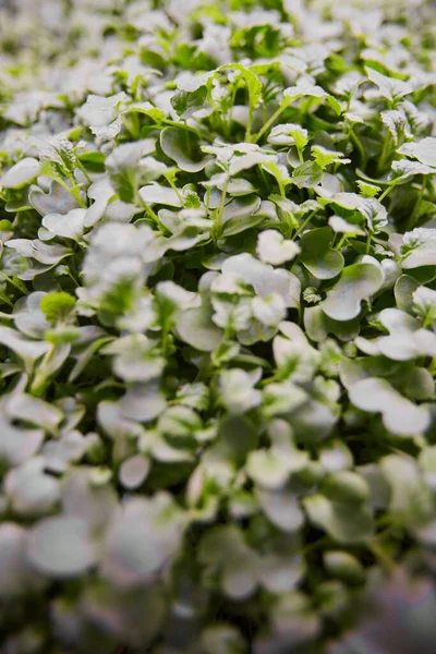 Piante verdi in giardino — Foto Stock