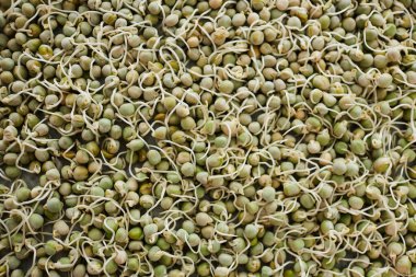 Genç buğday tohumları