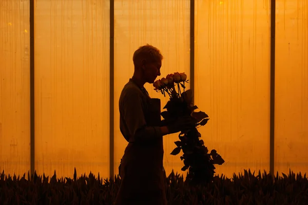 Садовник с розами — стоковое фото