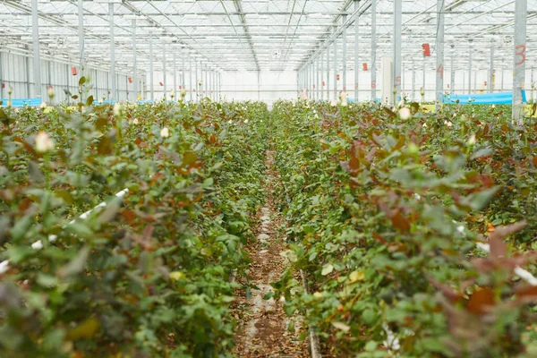 Roses growing in greenhouse — Stockfoto