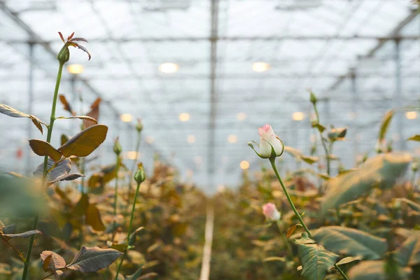 White roses in greenhouse — Stockfoto