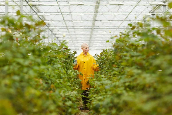 Woman working with plants in greenhouse — Stockfoto