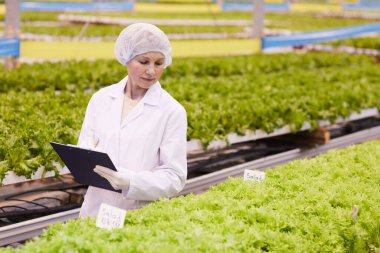 Woman growing lettuce