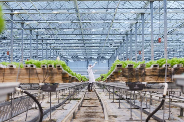 Botanist working in greenhouse — Stockfoto