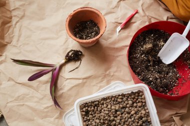 Saksıya çiçek ekiyorum.