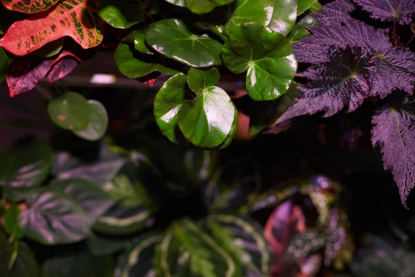 Bitkilerin renkli yaprakları — Stok fotoğraf