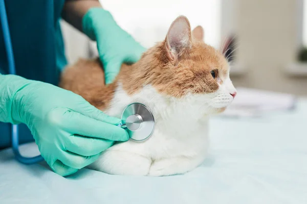 Médecin examinant l'animal — Photo