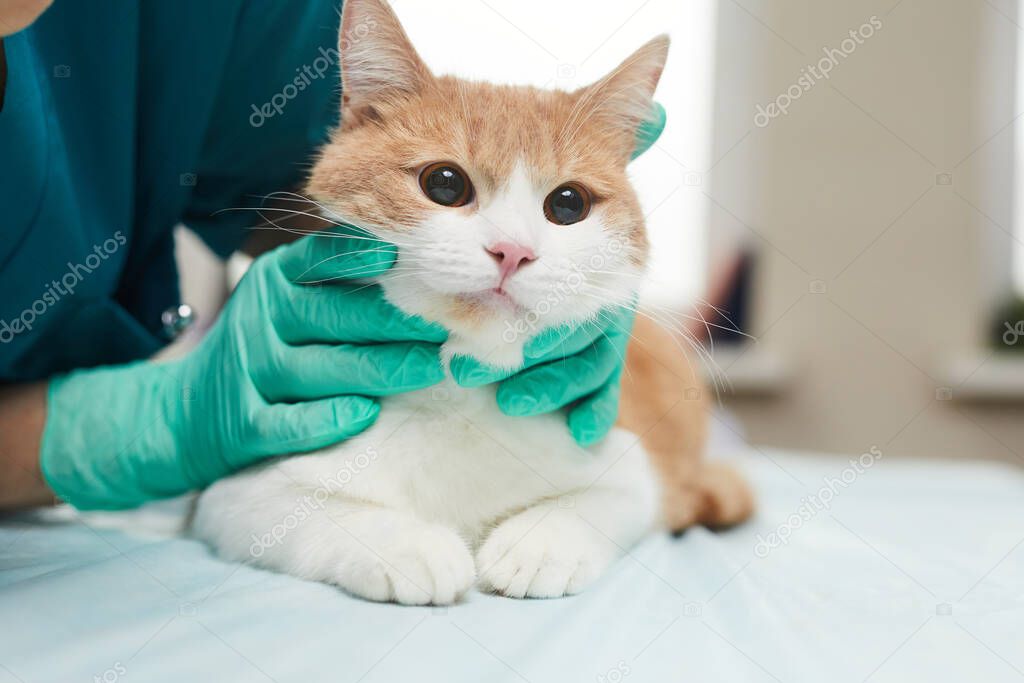 Cat in clinic