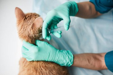 Veteriner doktor aşı yapıyor.