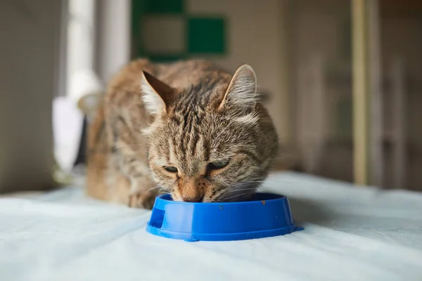 Cat eating the food — Stock Photo, Image