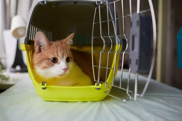 檻の中の猫 — ストック写真
