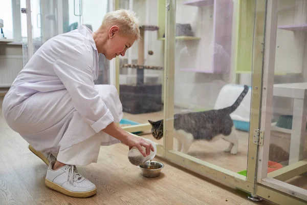 Femme nourrissant des chats à la clinique — Photo