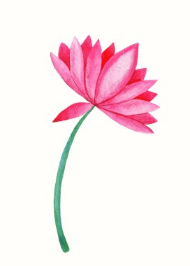 Bir lotus çiçeği, suluboya resim.