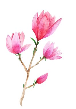 Beyaz arkaplanda suluboya manolyalar.